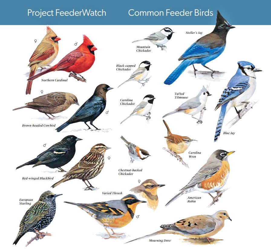 Why Aren’t Birds Coming to My Feeder? Fix Common Mistakes Fast