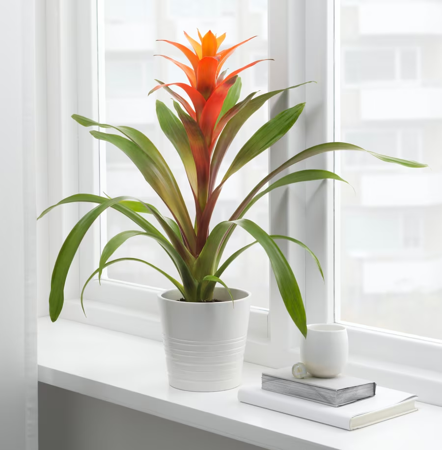 Bromeliad Plant