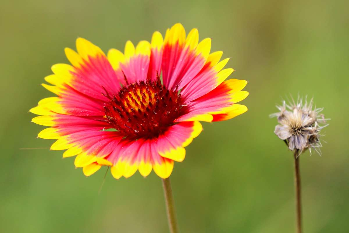 Benefits of Growing Gaillardia