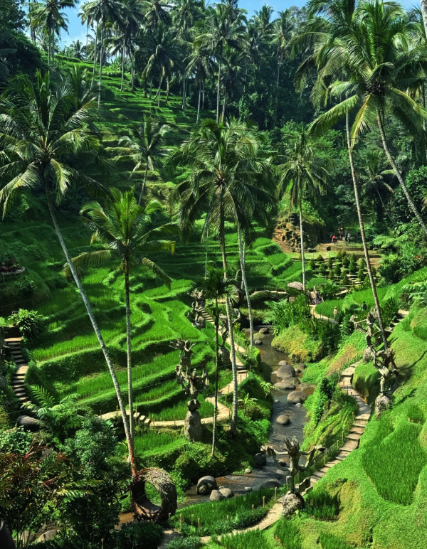 what to do in bali - visit Alas Harum at Tegallalang Rice Terrace