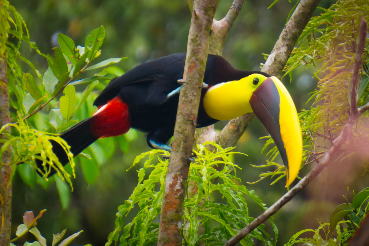 Toucan in wildlife tour 