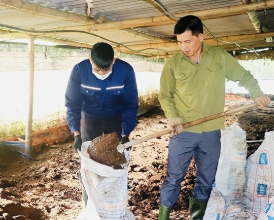 Thu gom chất thải chăn nuôi.olm