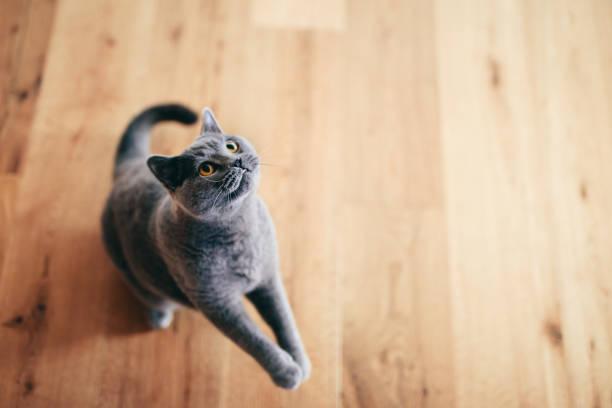 A cat standing on a wood floor

Description automatically generated