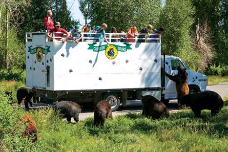 A group of bears in a truck

AI-generated content may be incorrect.