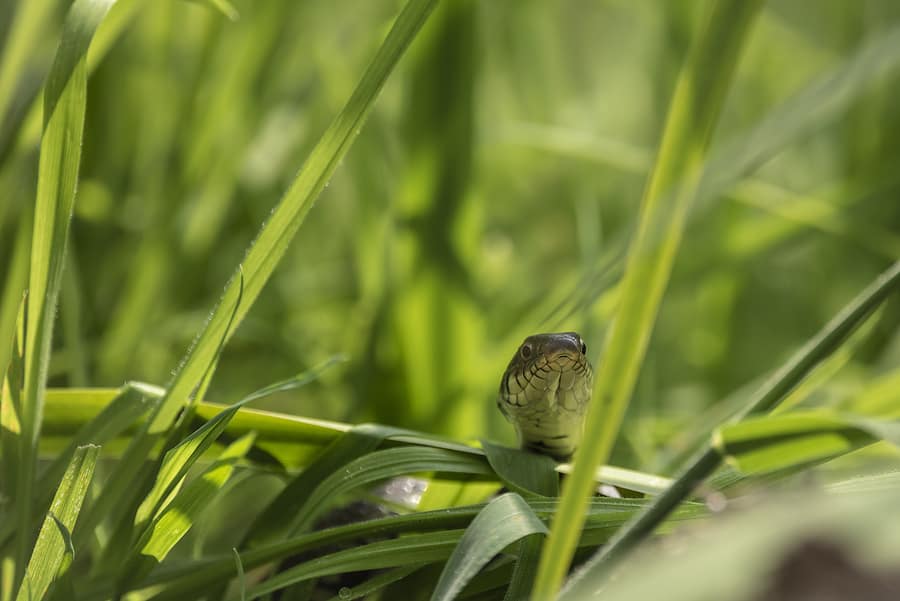 Plants that prevent snake 