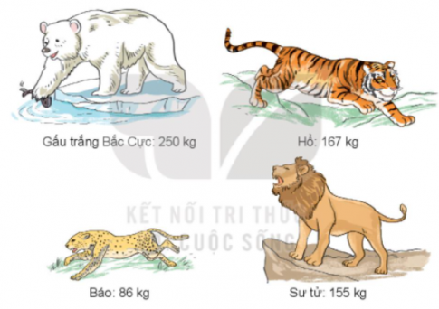 BÀI 8. LUYỆN TẬP CHUNGLuyện tập 1Bài 1:a) Cân nặng của mỗi con vật được cho dưới đây. Viết tên các con vật theo thứ tự cân nặng từ bé đến lớnb) Viết các số 356, 432, 728, 669 thành tổng các trăm, chục và đơn vị (theo mẫu)Mẫu: 356 = 300 + 50 + 6Giải nhanh:a) Báo, Sư tử, Hổ, Gấu trắng Bắc Cựcb) 432 = 400 + 30 + 2    728 = 700 + 20 + 8    669 = 600 + 60 + 9Bài 2: Đặt tính rồi tínha) 64 + 73                  326 + 58                    132 + 597b) 157 - 85                965 - 549                    828 - 786Giải nhanh:Bài 3: Trường Tiểu học Quang Trung có 563 học sinh, Trường Tiểu học Lê Lợi có nhiều hơn Trường Tiểu học Quang Trung 29 học sinh. Hỏi Trường Tiểu học Lê Lợi có bao nhiêu học sinh?Giải nhanh:Trường Tiểu học Lê Lợi có: 563 + 29 = 592 học sinh.Bài 4: Số?a) Số hạng3546?Số hạng27?18Tổng?7552b)Số bị trừ9381?Số trừ64?23Hiệu?3449Giải nhanh:a) Số hạng354634Số hạng272918Tổng627552b)Số bị trừ938172Số trừ644723Hiệu293449 Bài 5: Số?Giải nhanh:Luyện tập 2Bài 1: Tính nhẩma) 2 x 1               3 x 1               4 x 1               5 x 1b) 2 : 1                3 : 1                4 : 1                5 : 1Giải nhanh:a) 2              3               4               5b) 2              3               4               5Bài 2: Tính (theo mẫu)1 x 3                1 x 41 x 6                1 x 5Giải nhanh:1 x 3 = 1 + 1 + 1 = 31 x 4 = 1 + 1 + 1 + 1 = 41 x 5 = 1 + 1 + 1 + 1 + 1 = 51 x 6 = 1 + 1 + 1 + 1 + 1 + 1 = 6Bài 3: Số?Giải nhanh:Bài 4: Số?a) 4 x ? = 8   12 : ? = 3   3 x ? = 18   25 : ? = 5Giải nhanh:Luyện tập 3