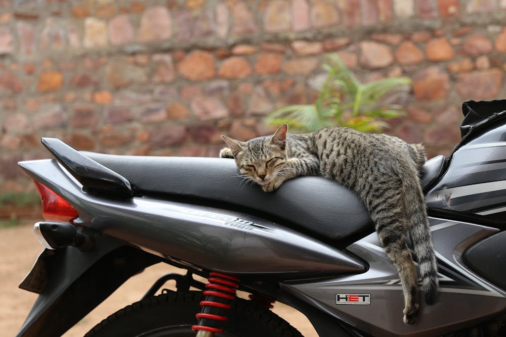Tabby Cat Sleeping on a Motorcycle Seat