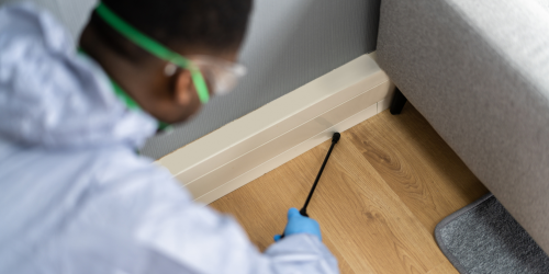 Save Money With Annual Termite Treatment Services