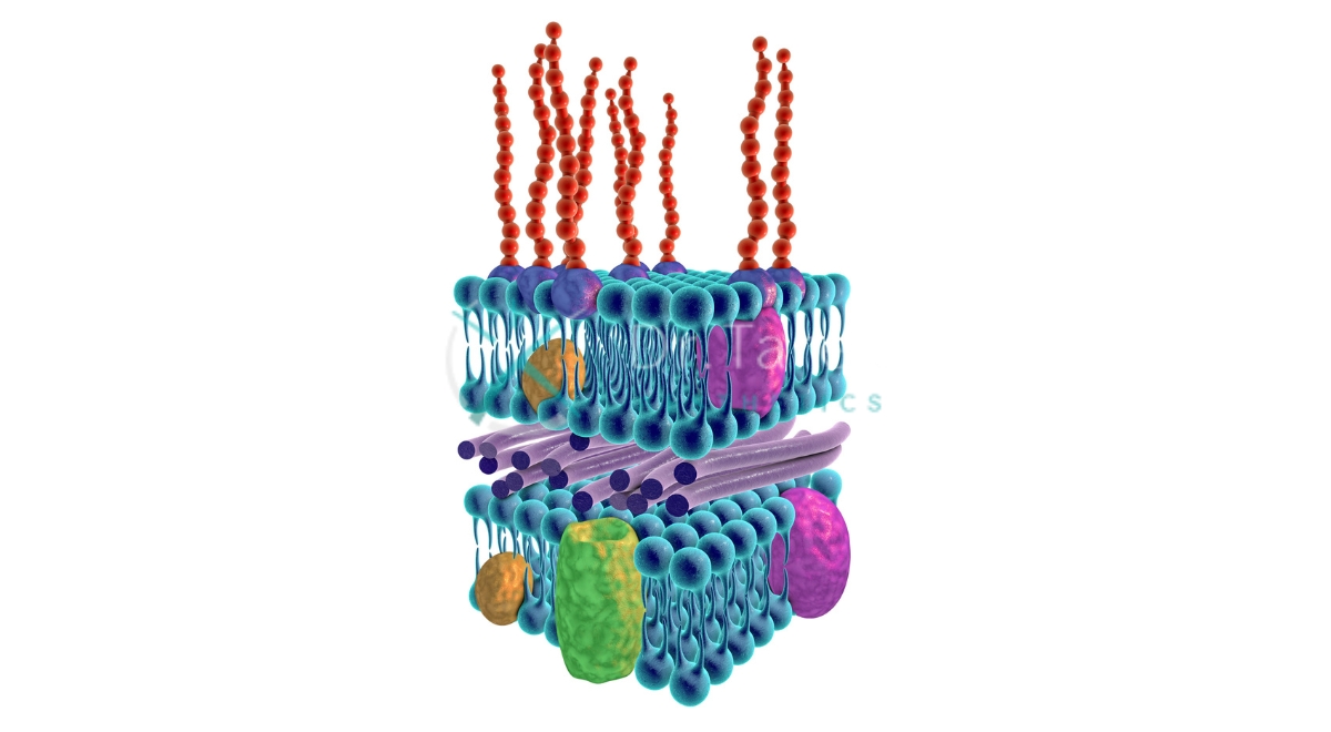 Where Are The Lipopolysaccharides Found