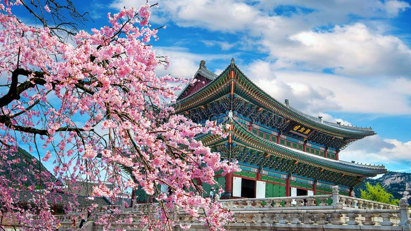 G:\HINH\KOREA\MÙA XUÂN\cherry-blossoms-spring-seoul-korea-146283975.jpg