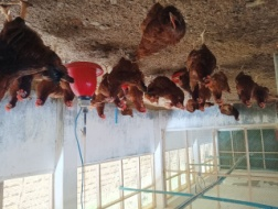 C:\Users\dr hmar.LPM\Desktop\Infrastructure LFP\Poultry photos\Selected\WhatsApp Image 2025-04-29 at 11.43.17 AM.jpeg