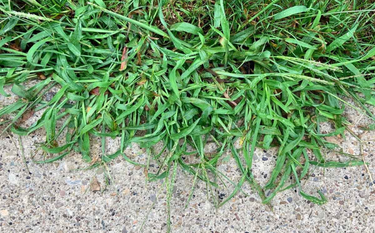 Crabgrass