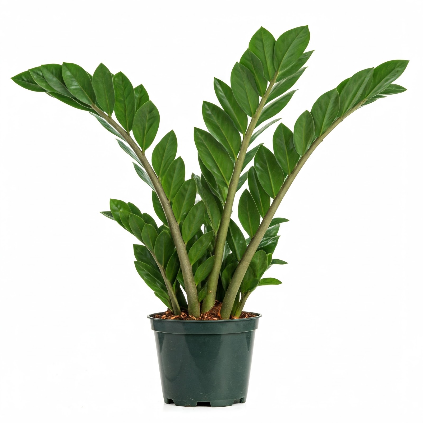 Zamioculcas Zamiifolia Plant 1