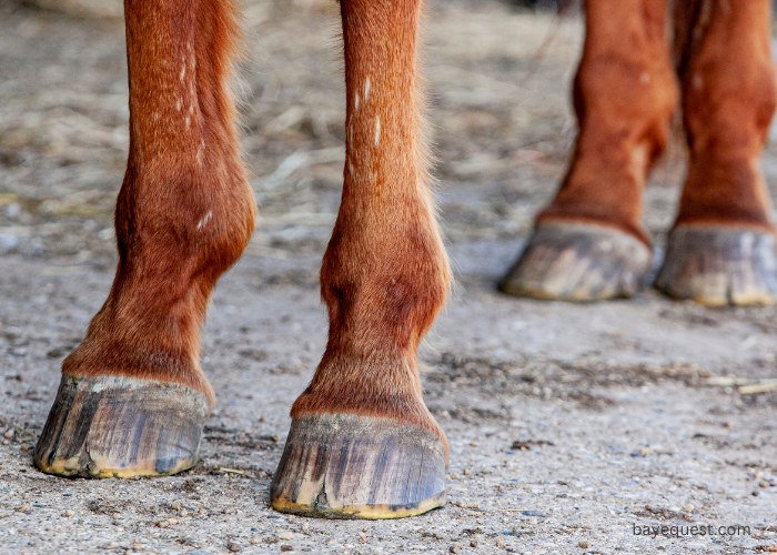 Types of Hoof Cracks