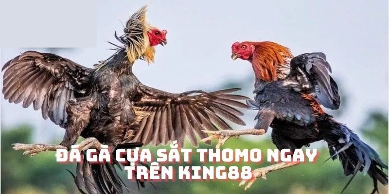 Đá gà KING88 cựa sắt - Hình thức thi đấu hấp dẫn hàng đầu trên nền tảng