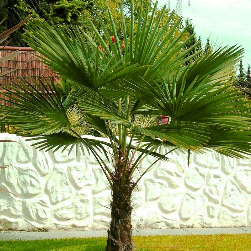 Growing Windmill Palms