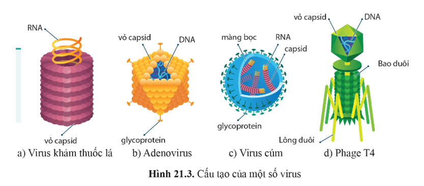 BÀI 21 - KHÁI NIỆM, CẤU TẠO VÀ CHU TRÌNH NHÂN LÊN CỦA VIRUS