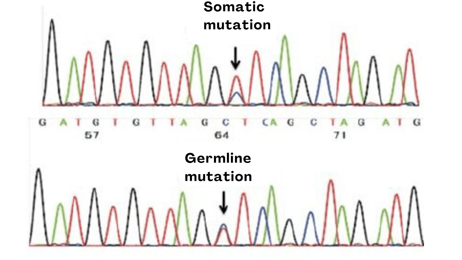 Image shows the somatic and germline mutation peaks. 