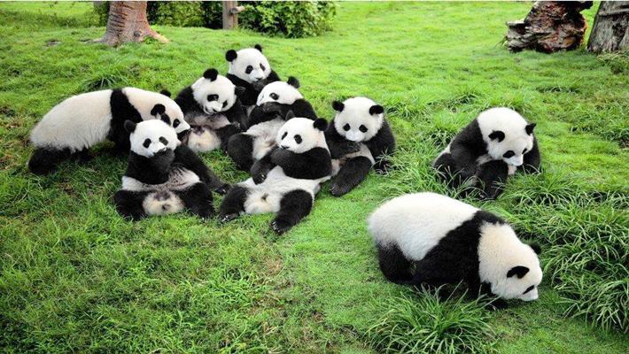 Khám phá công viên Gấu Trúc lớn nhất Trung Quốc