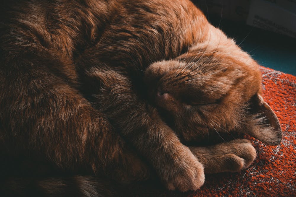 Photo Of Cat Sleeping On Ground