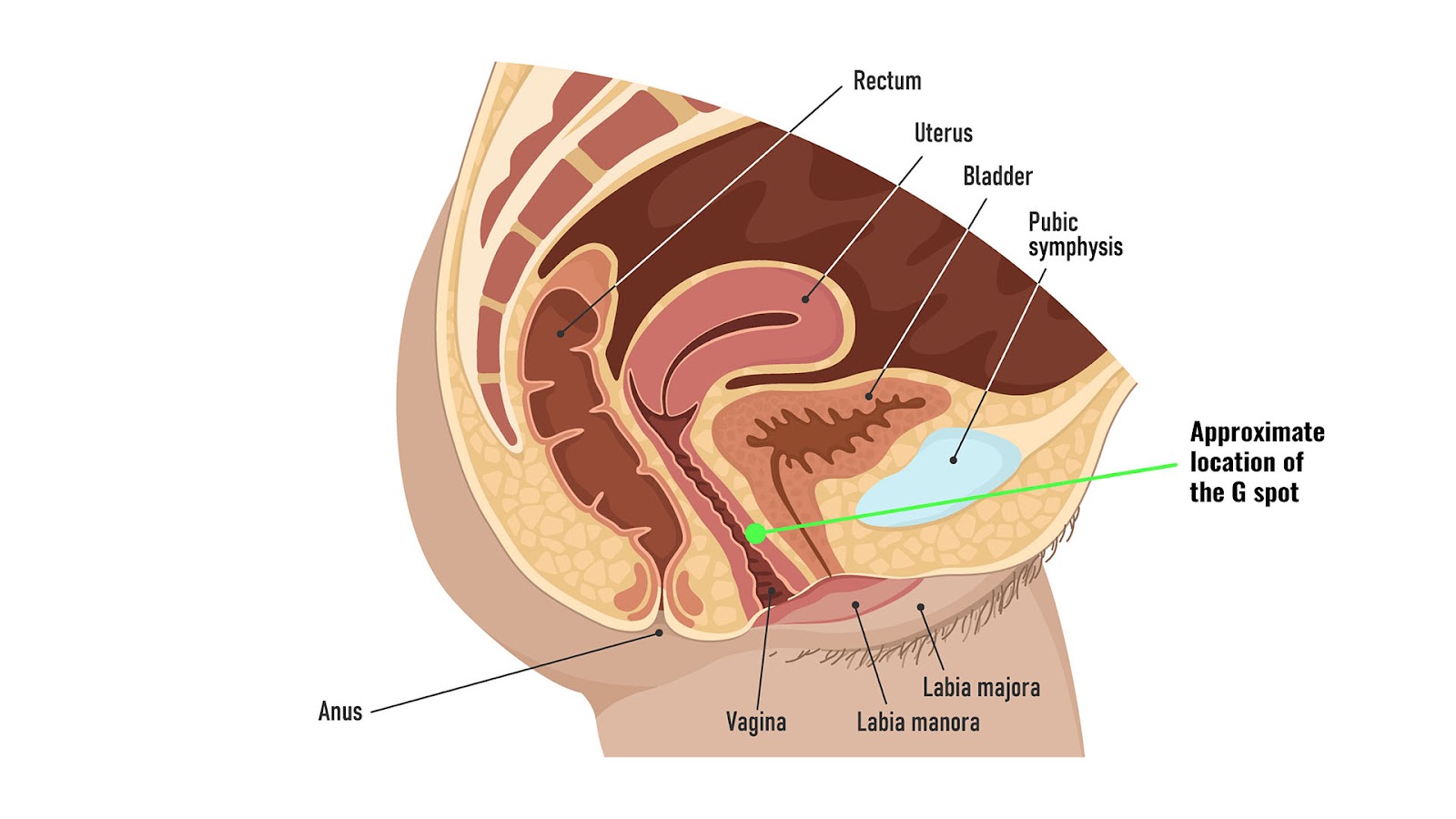 medical chart of a woman's reproductive system