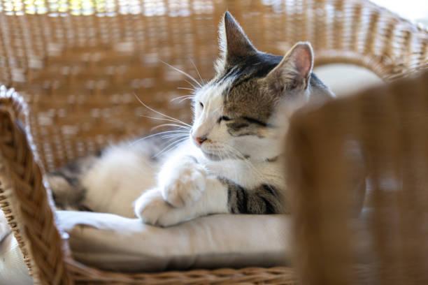 A cat lying on a pillow

Description automatically generated