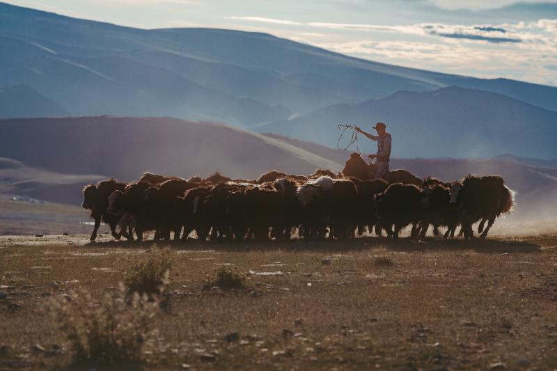 A photo of a Kazakh nomad herding cows.