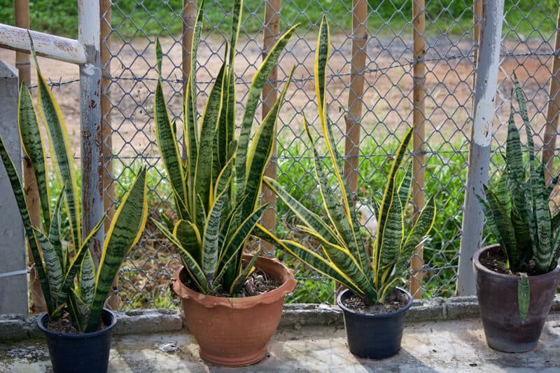 Plants that prevent snake 
