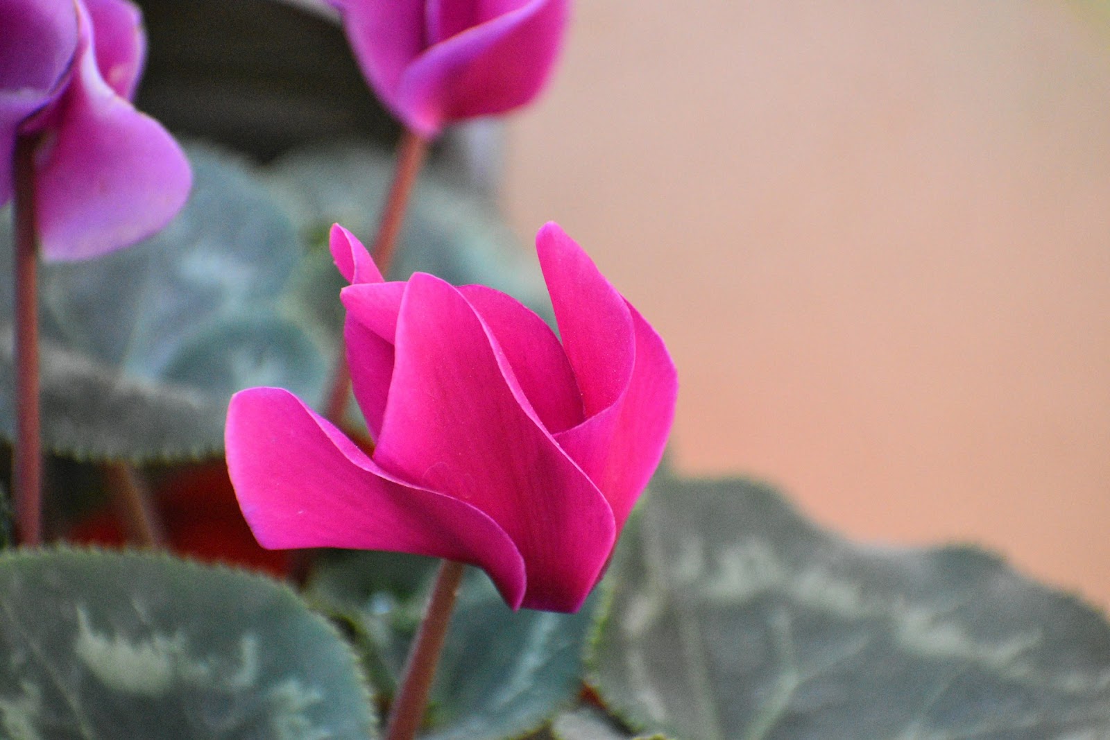 Potted Cyclamen Care