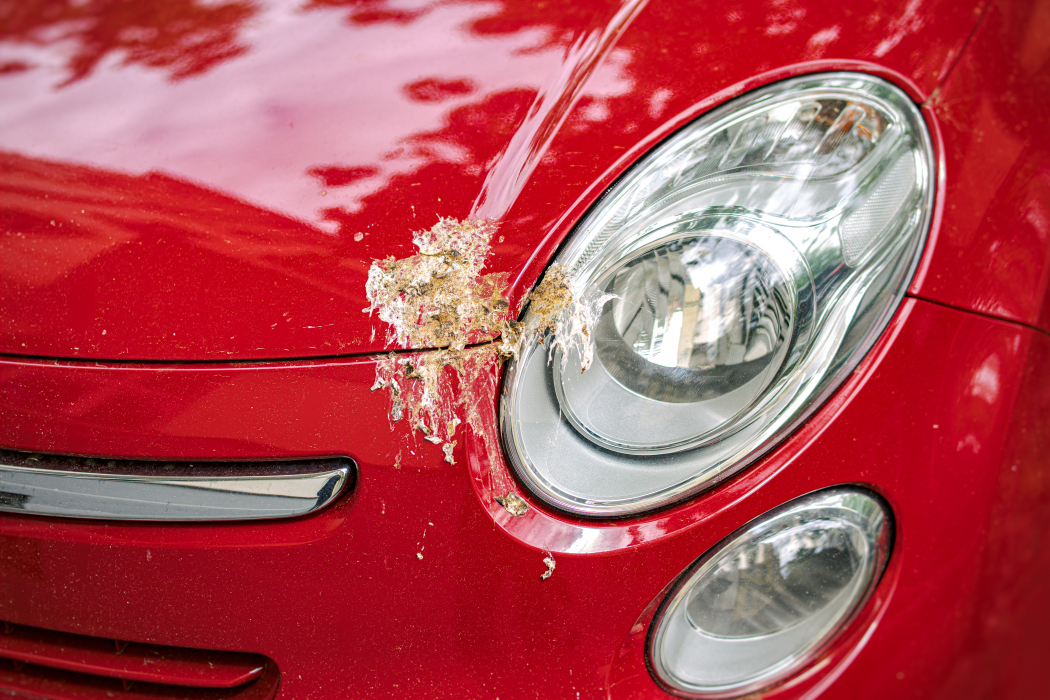 鳥のフンを放置したら車の塗装が剥がれる！？
