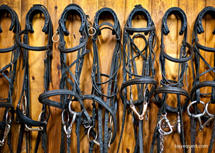 Types of Horse Bits