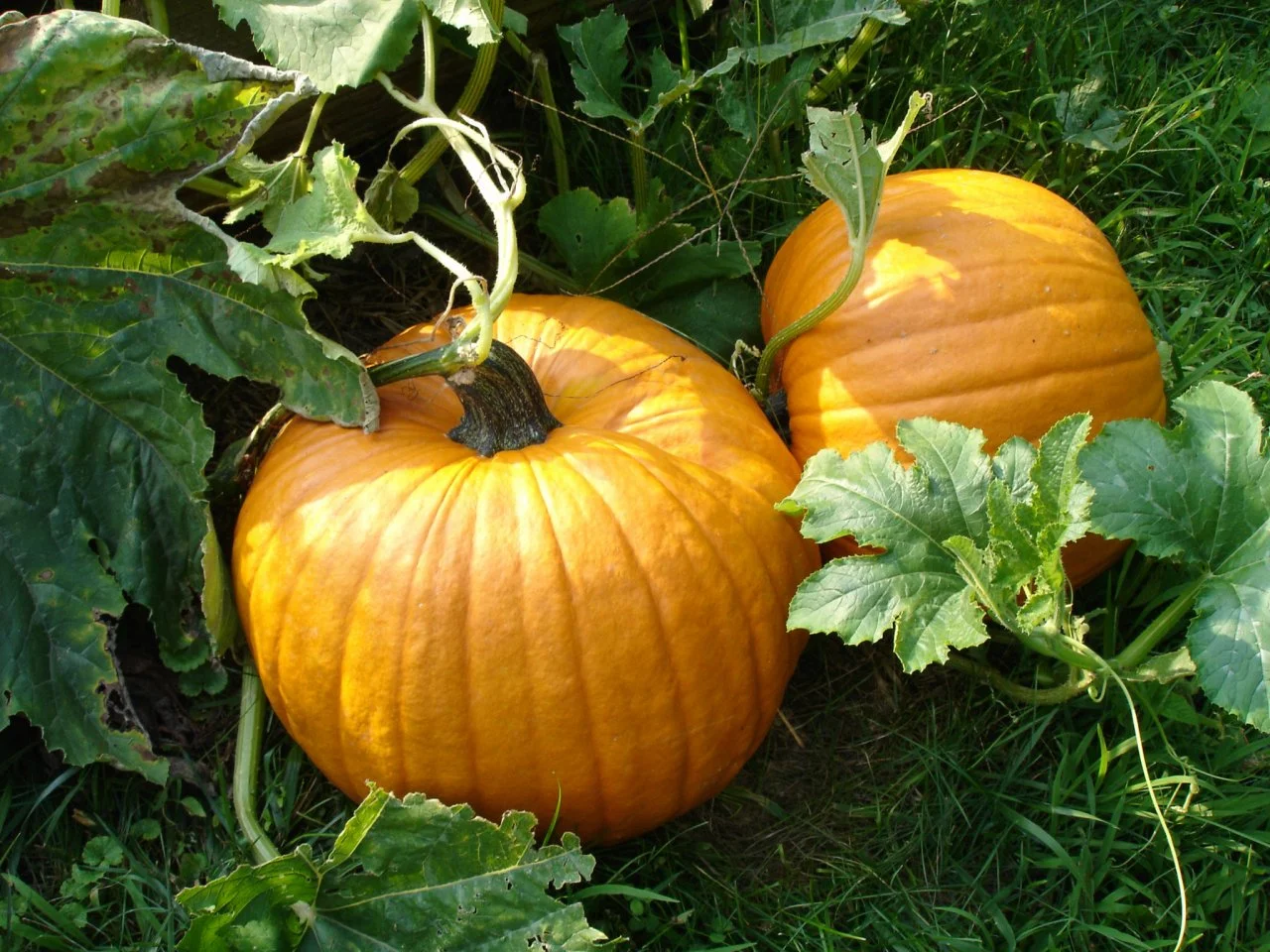 How to grow pumpkins