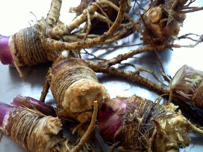 Une image contenant légume, légume racine, Bulbe

Le contenu généré par l’IA peut être incorrect.