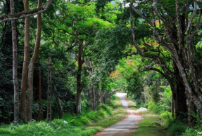 Rừng đặc dụng.olm