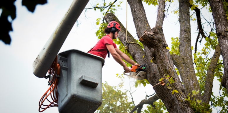 expert tree services in McKinney