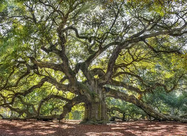 Deep Into Nature: 15 Captivating Scenes, deep nature, immersive photos, nature, landscape, jungle, mountain, hidden spots