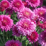 arabic flower names girl
