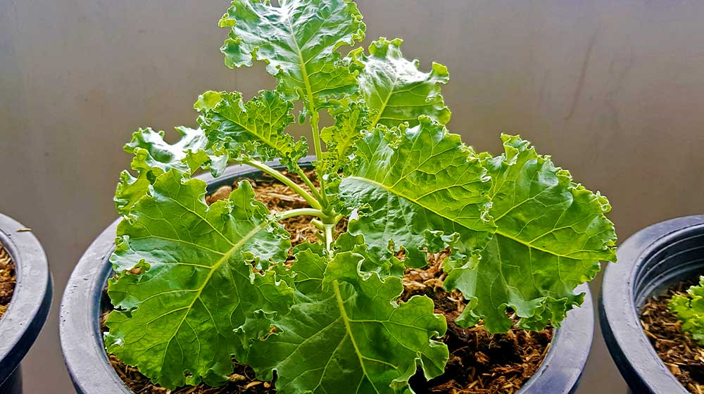 Kale growing guide: Fresh, nutritious greens all year round