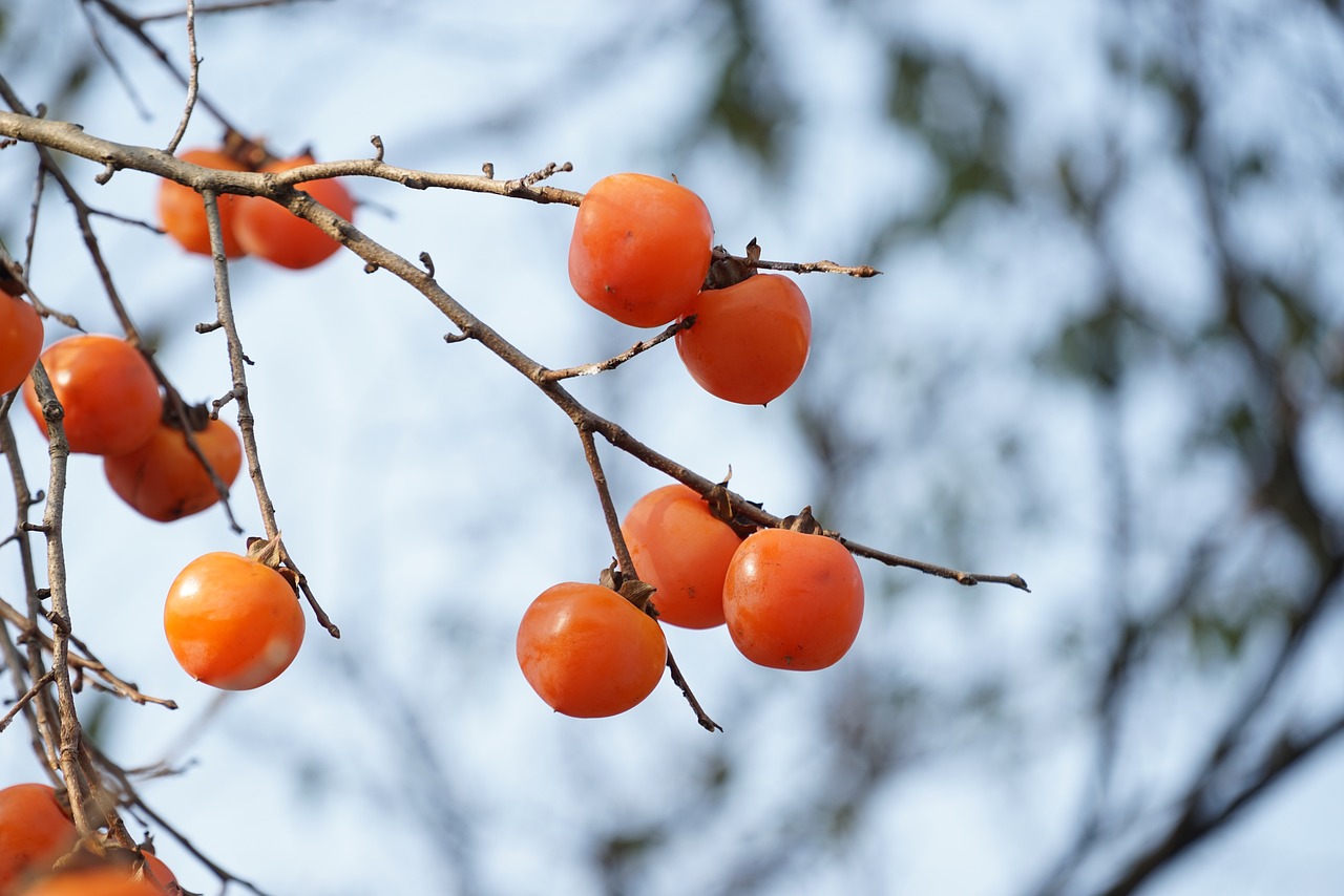 Fruit en J : Japanese Persimmon (Kaki)