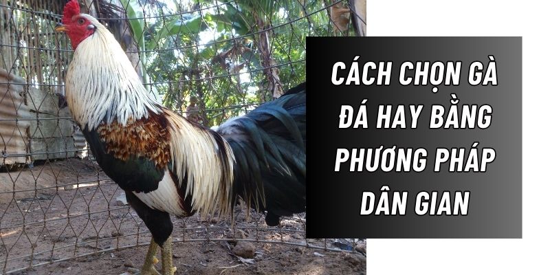 Daga88 hướng dẫn lựa chọn gà đá hay bằng phương pháp dân gian hiệu quả nhất