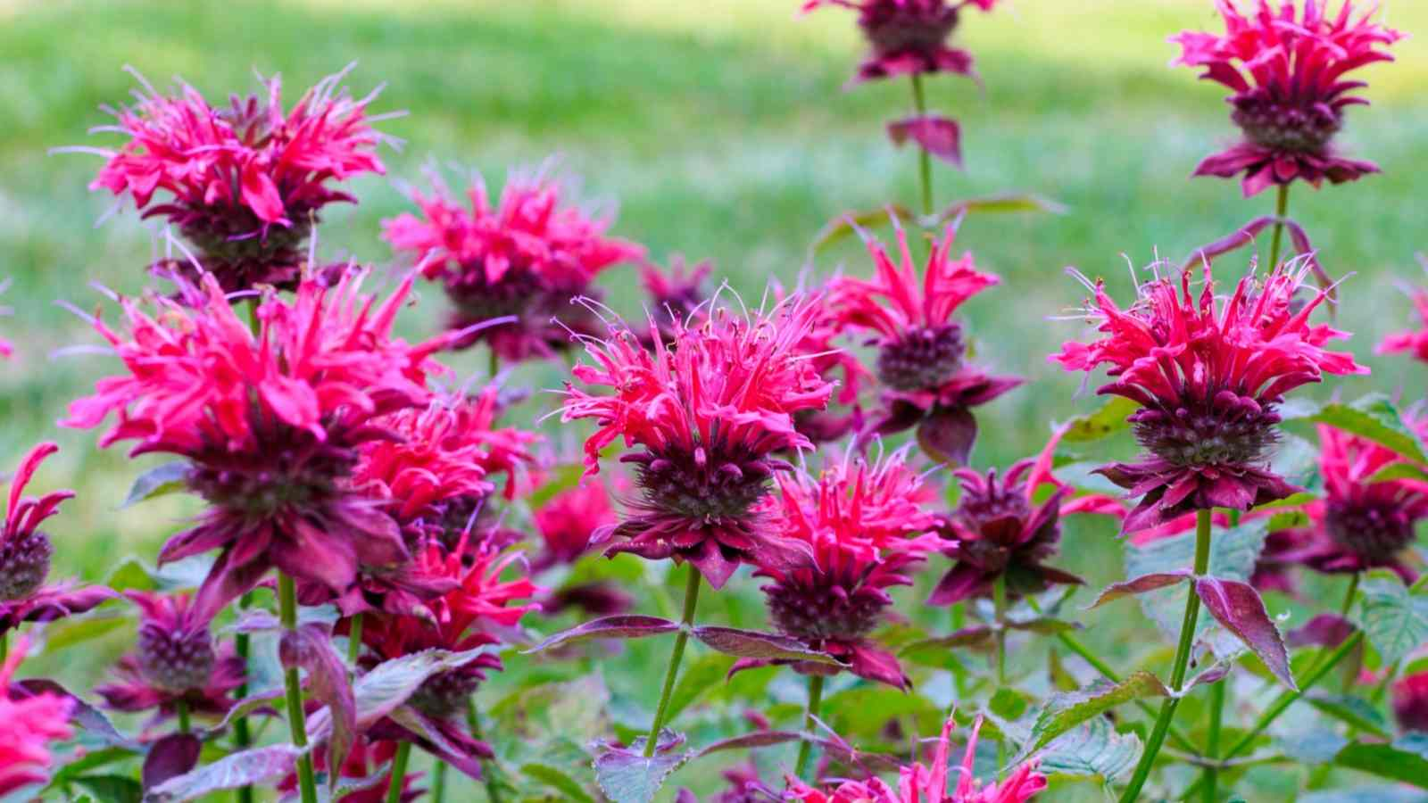 Care Tips for Bee Balm Garden