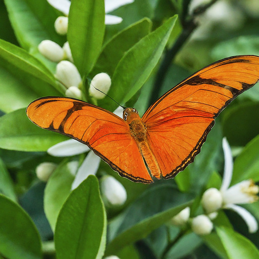 Protect Your Orange Blossom Tree from Pests and Diseases