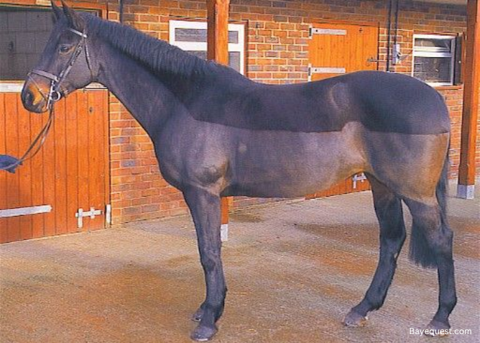 Types of Horse Clips