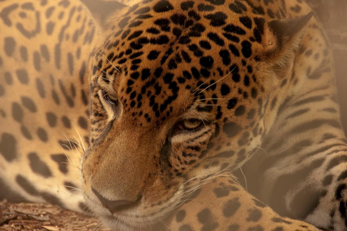 JAGUAR IN WILDLIFE PARK IN Brasilito Costa Rica