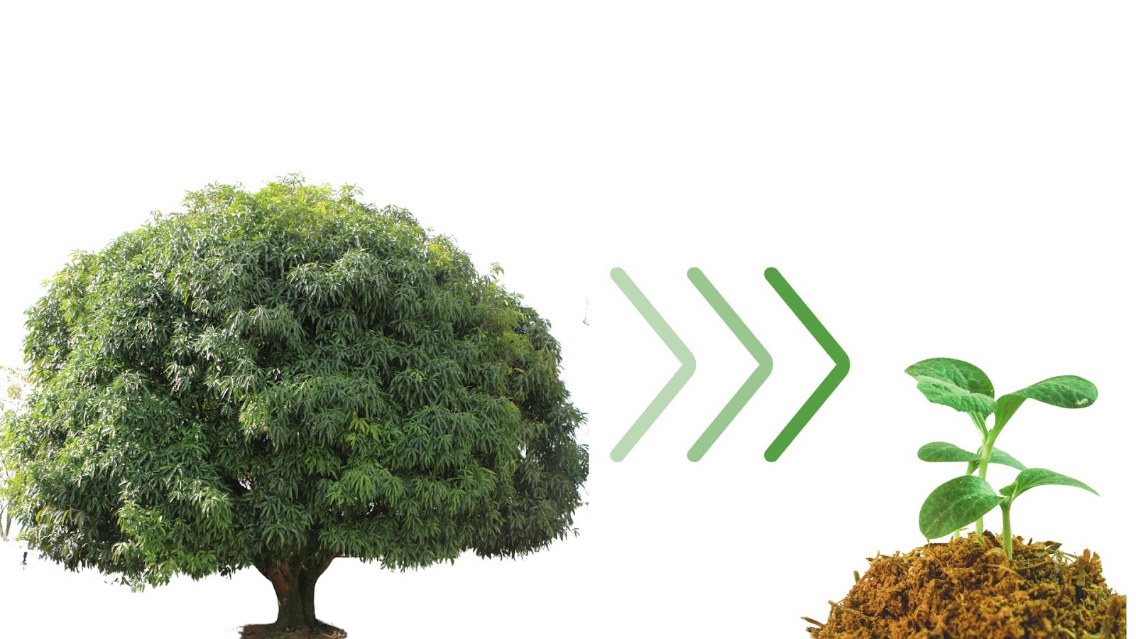 How do trees pass memory to their next generation?