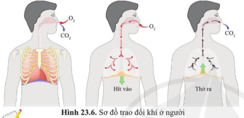 BÀI 23. TRAO ĐỔI KHÍ Ở SINH VẬT 