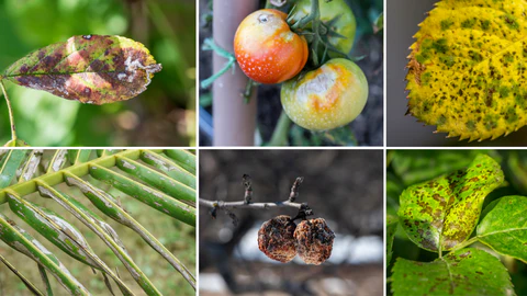 Common Fungal Diseases in Plants