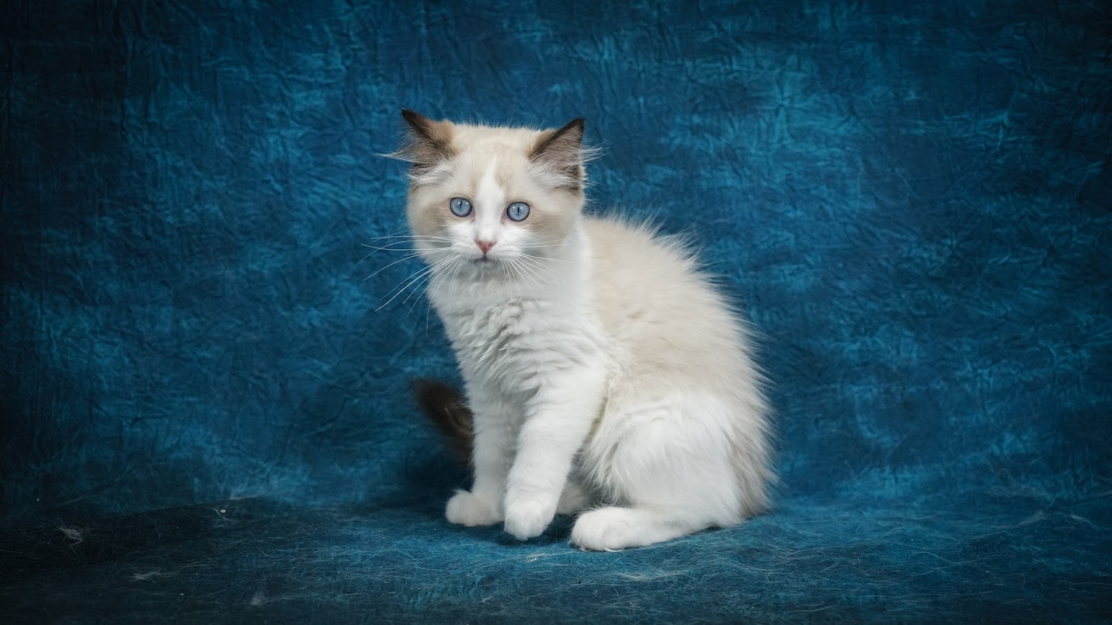 Chocolate lynx bicolor ragdoll cat