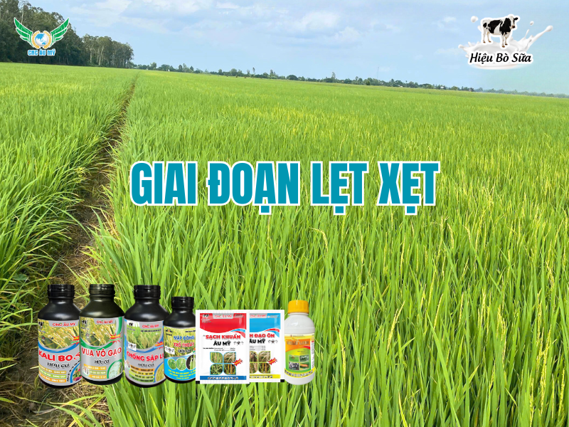 ỨNG DỤNG BỘ SẢN PHẨM CÔNG NGHỆ CAO ÂU MỸ TRÊN CÂY LÚA  