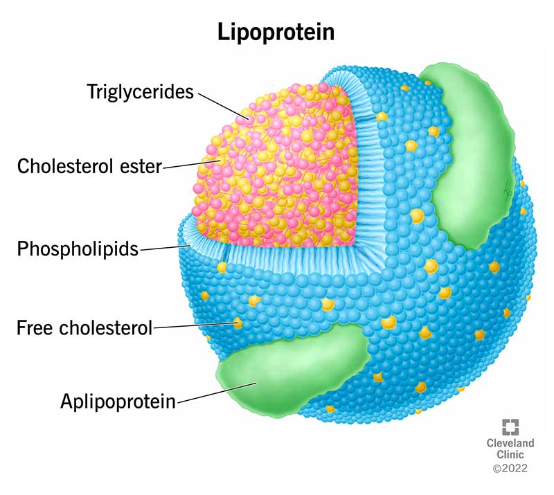 APOE Gene: What It Is and Why It Matters